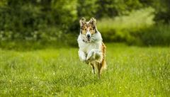 Snímek Lassie se vrací (2020).