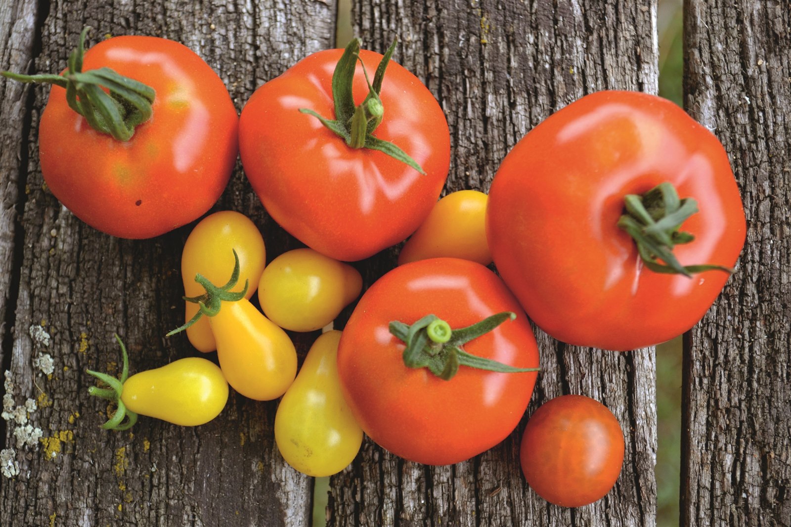 Kdy začít dávat rajčata?