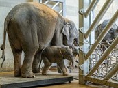 Samika slona indického, která v Zoo Praha pila na svt dnes nad ránem, váí...