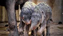 Sloní samičky od sebe dělí šest týdnů, již nyní jsou však skoro stejně velké...