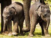 Novorozená slonice váila po porodu 124 kilogram, a to kvli dlouhé bezosti...