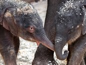 Do sloního stáda v Zoo Praha pibyla letos na jae hned dv mláata. Starí...