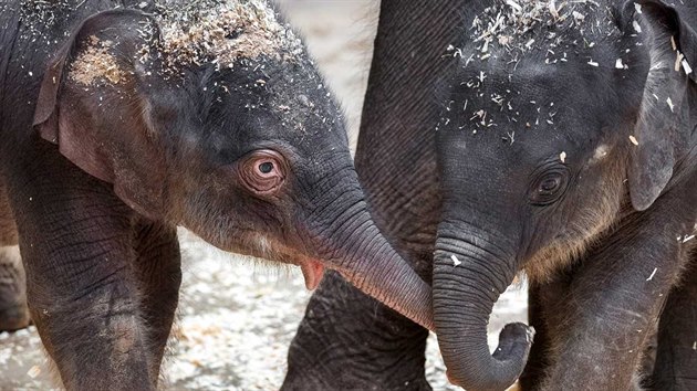 Do sloního stáda v Zoo Praha přibyla letos na jaře hned dvě mláďata. Starší...