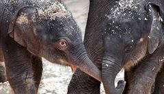Do sloního stáda v Zoo Praha přibyla letos na jaře hned dvě mláďata. Starší... | na serveru Lidovky.cz | aktuální zprávy