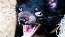 Nové lákadlo v ZOO PRAHA: tasmánský čert.