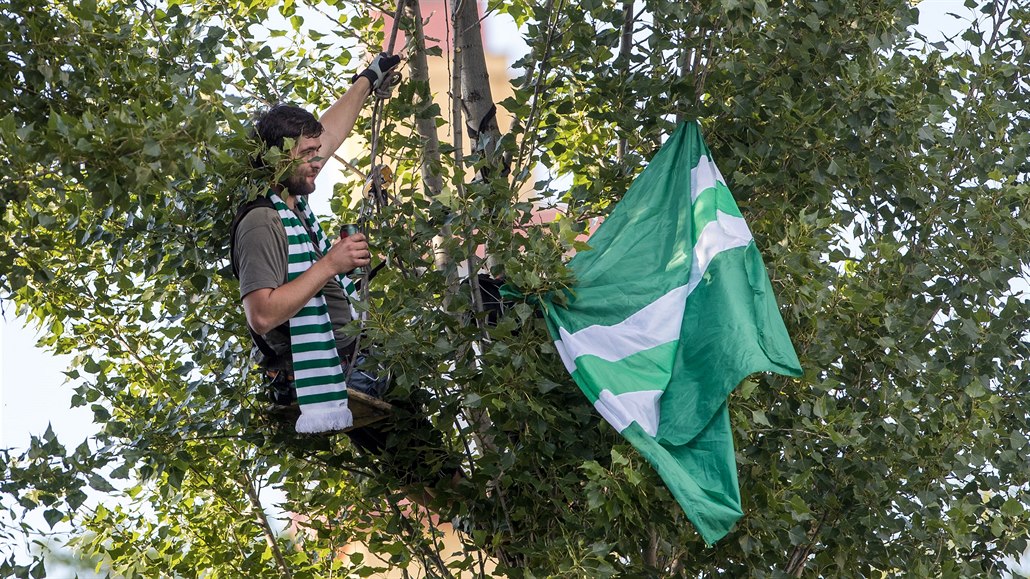 Fanoušek Bohemians sleduje v koruně stromu zápas svých oblíbenců s Teplicemi.