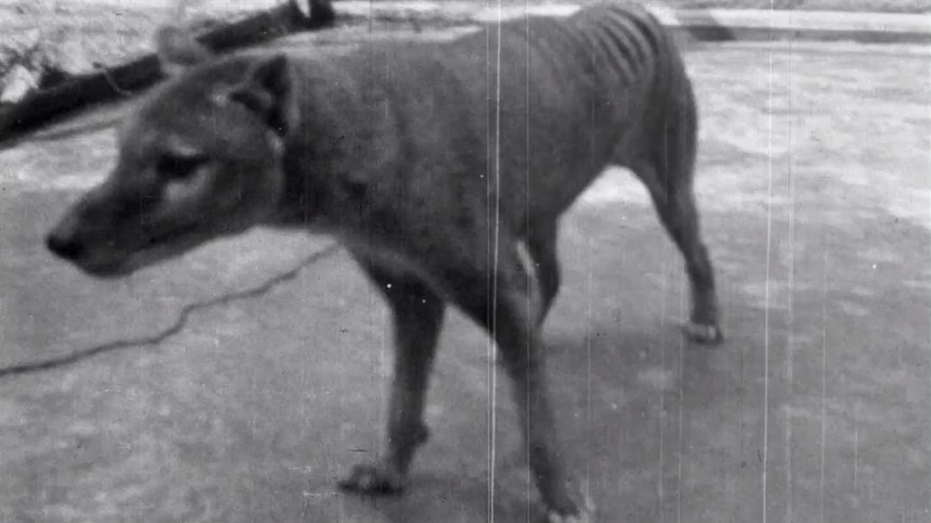 Vakovlk tasmánský, známý také jako tasmánský tygr či vlk, na filmu z roku 1935....