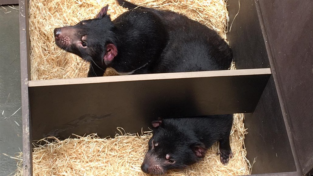 Návštěvníci pražské zoo se mohou těšit na tasmánské čerty.