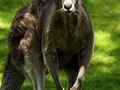 Dalími obyvateli nové expozice budou napíklad ti druhy tasmánských klokan