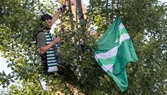 Fanouek Bohemians sleduje v korun stromu zápas svých oblíbenc s Teplicemi.