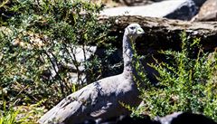 Prodej v zahrádká�ství (ilustra�ní foto)