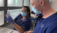 Pracovníci v Austrálii pipravují klinické testy nové vakcíny proti koronviru...