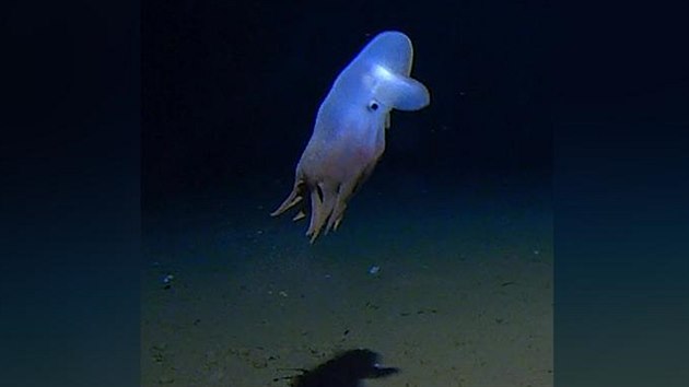 Snímek chobotnice ze zatím nejvtí hlubiny oceánu v historii.