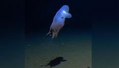 Snímek chobotnice ze zatím největší hlubiny oceánu v historii.