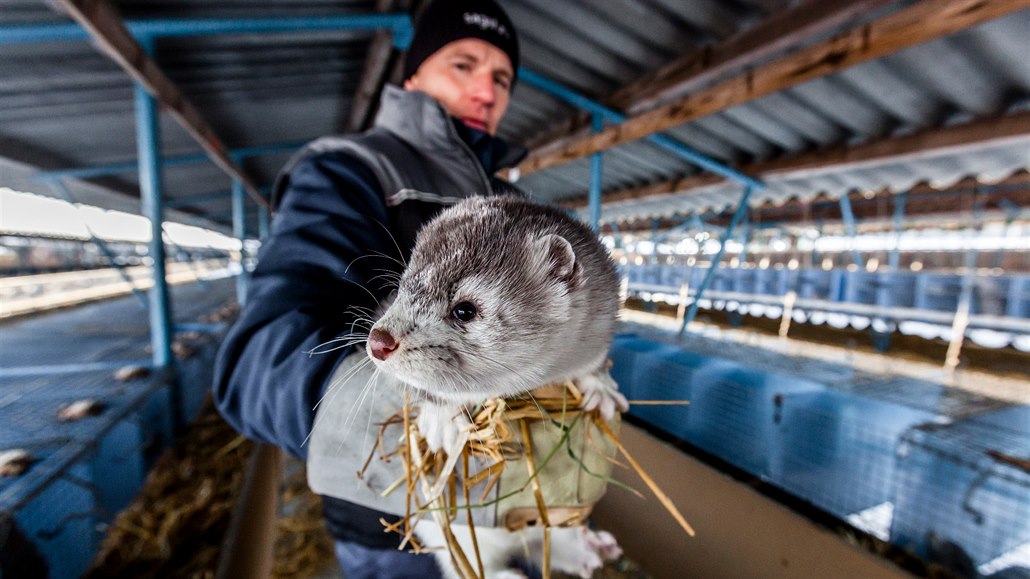 David Vojtíek na koeinové farm ve Velkém Ratmírov. Foto z 26.1.2017.