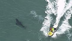 Kdy� jej �ralok napadl, p�isp�chali mu na pomoc ostatní surfa�i, �raloka...