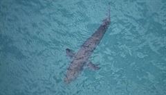 T�ímetrový �ralok zabil v Austrálii �edesátiletého surfa�e.