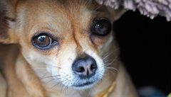 Řada případů akutní babesiózy končí úmrtím psa. Musíte jednat rychle, varuje veterinář