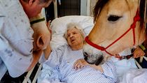 Hypoterapie, tedy terapie s pomocí koní, je běžná například u dětí s pohybovými...
