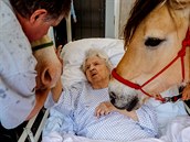 Hypoterapie, tedy terapie s pomocí koní, je bná napíklad u dtí s pohybovými...