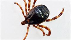 V �eské republice nar�stá po�et míst s výskytem klí��at pocházejících z jihu...