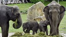 V prask zoo poktili 21. ervna 2020 dv slon samiky. Slata Amalee...