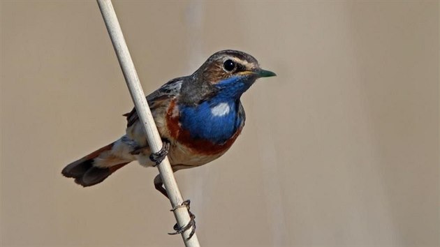 Jedním z pták, kteí na pozemcích hnízdí, je Slavík modráek stedoevropský.