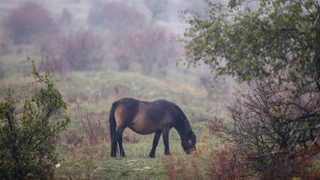 Chcete-li se podívat na unikátní krajinu s voln se pasoucími komi, pratury i...