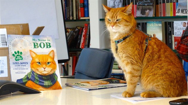 Kocour jménem Bob.