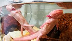 Axolotl je toti obojivelníkem, který zstal kdesi na pli cesty svého vývoje.