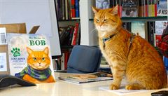 Kocour jménem Bob.