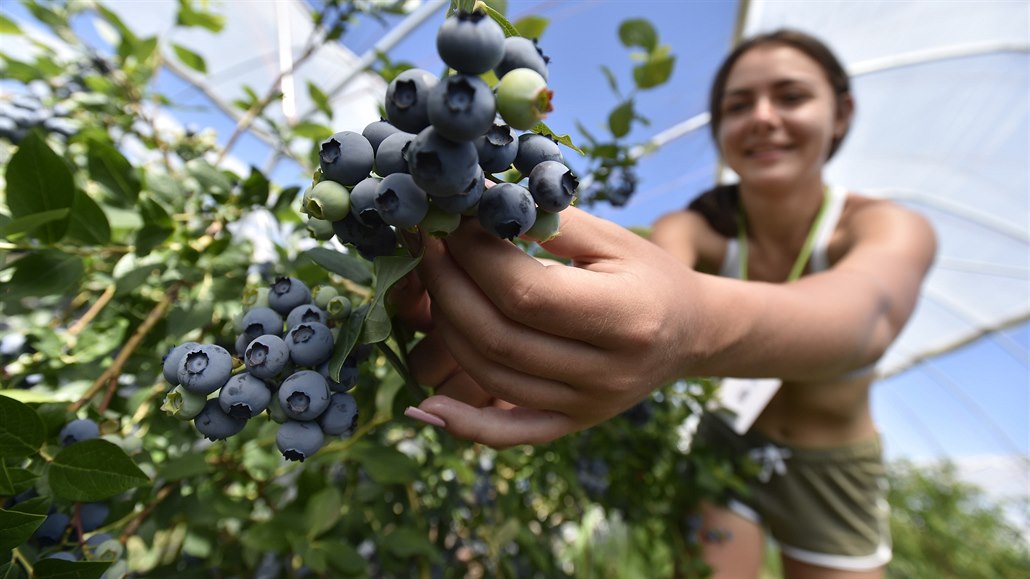Dívka sbírá kanadské bor�vky na farm� na Hodonínsku.