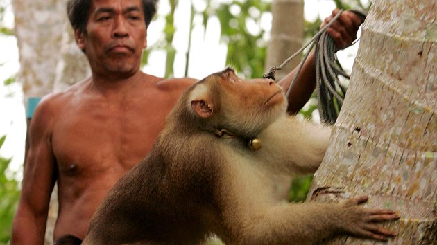 Opice jsou v Thajsku vyuívány ke sbru kokosových oech. Samci dokáou denn...