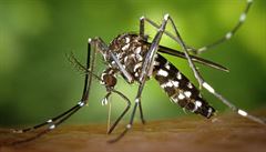 Horeka dengue me poskytnout imunitu vi covidu-19, tvrd studie
