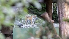 Tygřice v curyšské zoologické zahradě zabila ošetřovatelku, příčina zatím není jasná