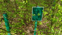 Bývalý zlatý dl Libice: hlavní tní jáma