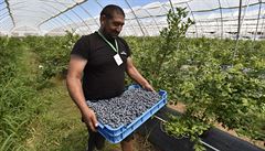 Mu nese pepravku s kanadskými borvkami na borvkové farm na Hodonínsku.