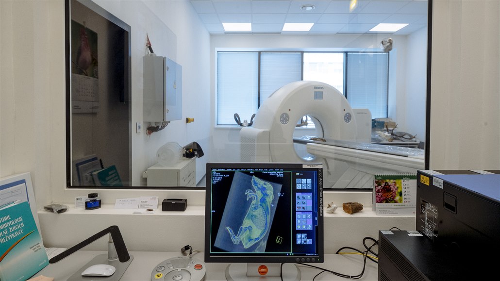 Neživá zvířata do dvou set kilogramů mohou na svém CT skeneru zkoumat na...
