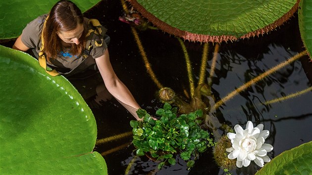 V liberecké botanické zahrad v jednom pavilonu poprvé vedle sebe kvete...