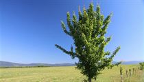 Lkem na sucho a zvyujc se teploty je vysazovn strom a ke do krajiny a...