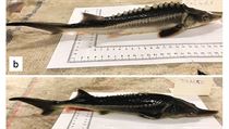 Sturddlefish, co odpovd eskmu jeslonos. Hybrid veslonose americkho a...