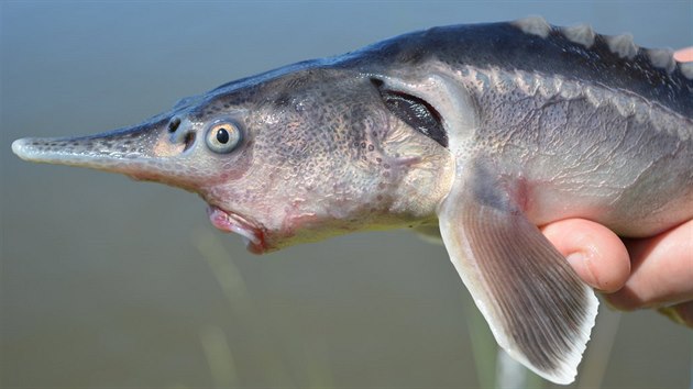 Sturddlefish, co odpovídá eskému jeslonos. Hybrid veslonose amerického a...