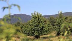 Krajina se vzrostlými stromy a vegetací zásobenou vodou, se nep�eh�ívá a není...