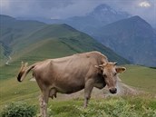 Kráva na pastv pod nejvyí horou, Gruzie, 2019