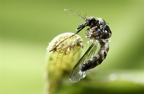 Aedes aegypti, druh komára, který me za penos viru zika.