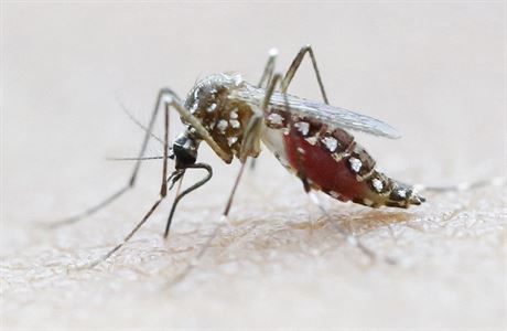 Virus penáí komár Aedes Aegypti.