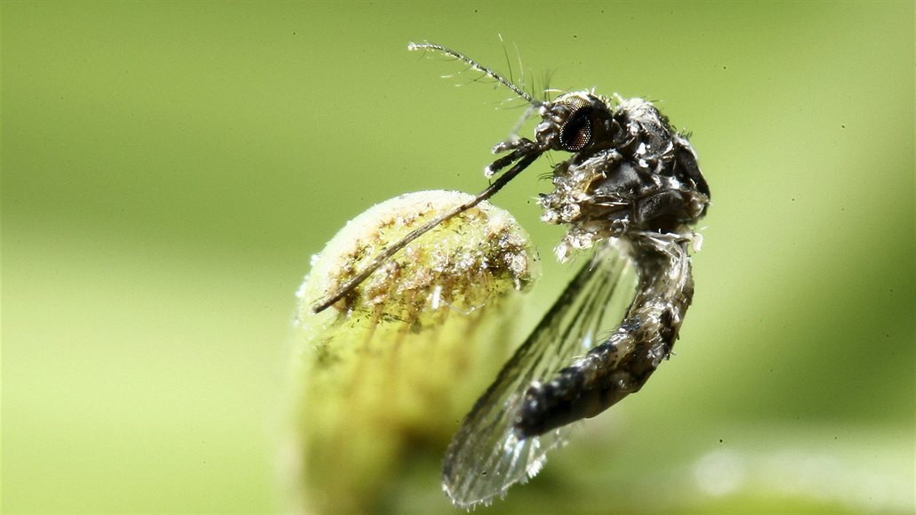 Aedes aegypti, druh komára, který může za přenos viru zika.