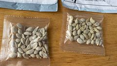 V USA odhalili tajemství podezřelých semínek, které lidé nacházeli ve schránkách. O terorismus nešlo