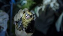 Vědci z Přírodovědecké fakulty UK zkoumají chování netopýrů. Na Josefovských...