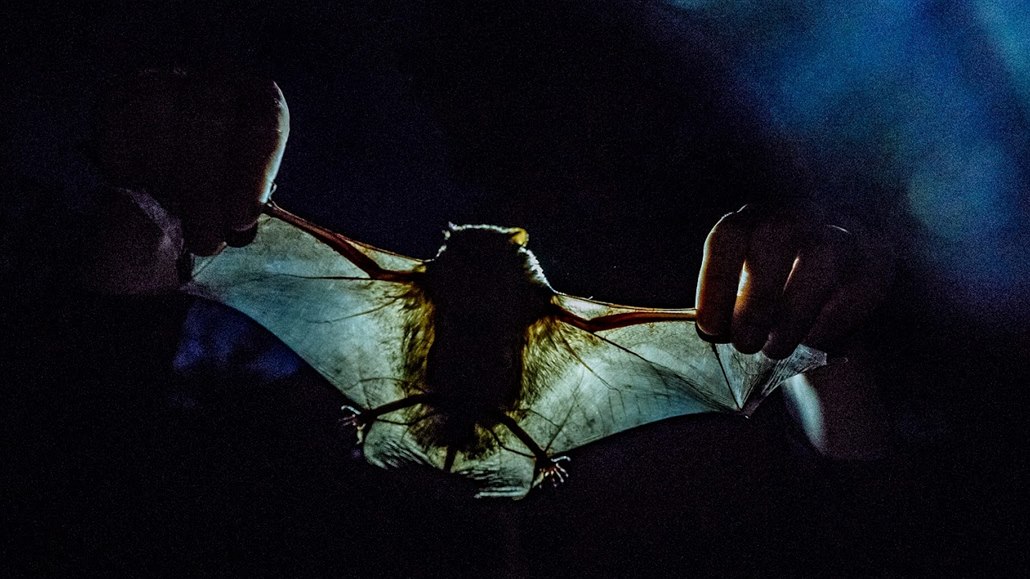 Vdci z Pírodovdecké fakulty UK zkoumají chování netopýr. Na Josefovských...